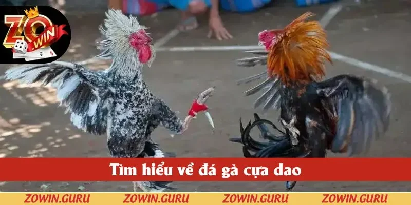 Tìm hiểu về đá gà cựa dao