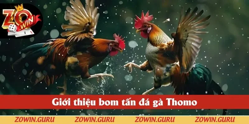 Giới thiệu bom tấn đá gà Thomo ở Zowin