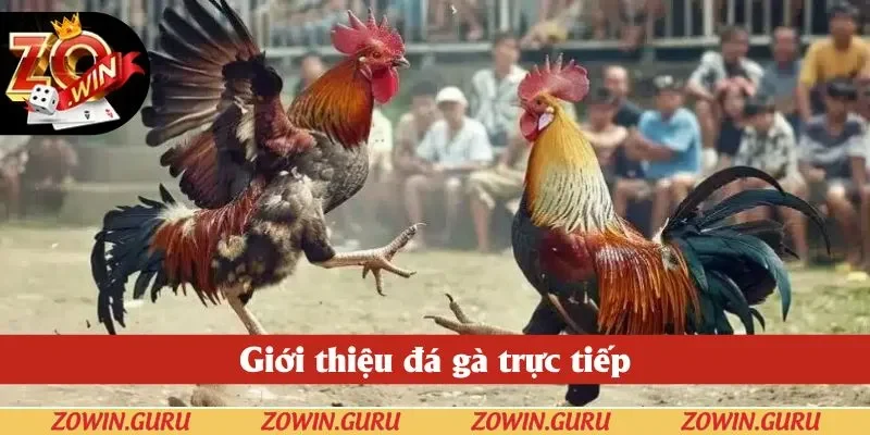 Giới thiệu đá gà trực tiếp