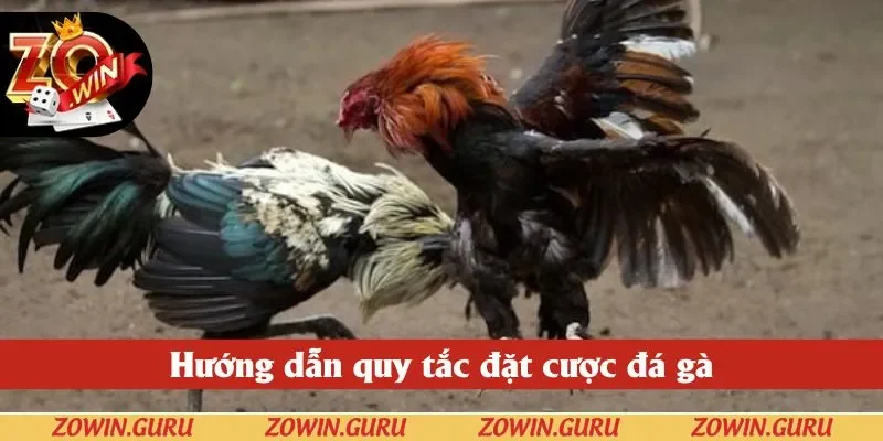 Hướng dẫn quy tắc đặt cược đá gà