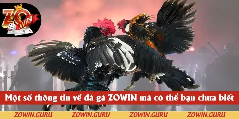 Một số thông tin về đá gà ZOWIN mà có thể bạn chưa biết